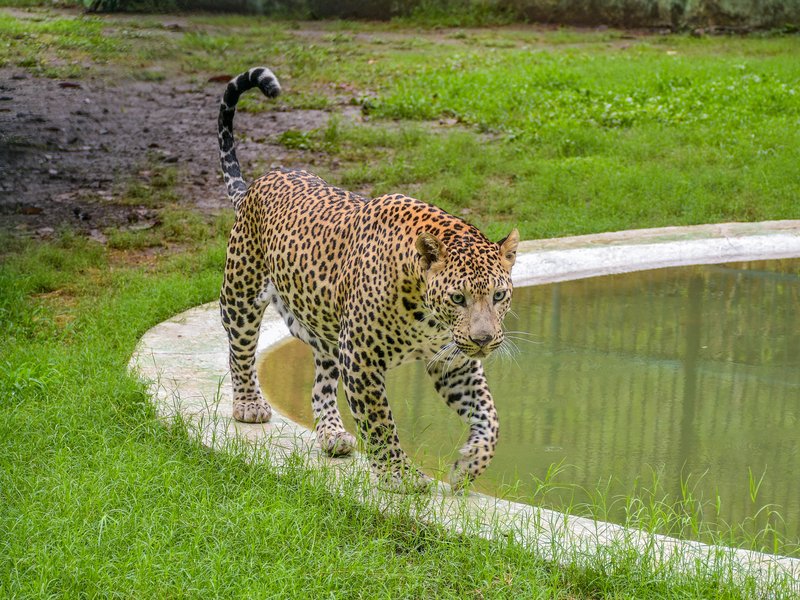 Rajasthan: Three injured as leopard enters liquor shop in Tonk