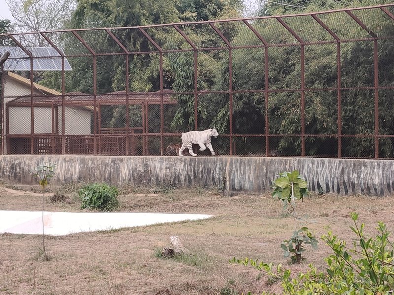 MP govt plans to double Mukundpur White Tiger Safari area