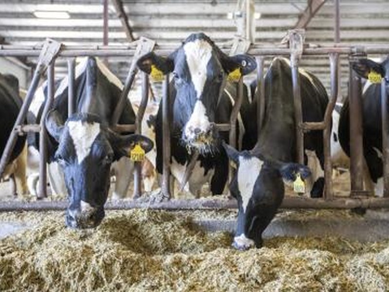 Tamil Nadu plans 22,500 milch cows to boost Aavin milk procurement