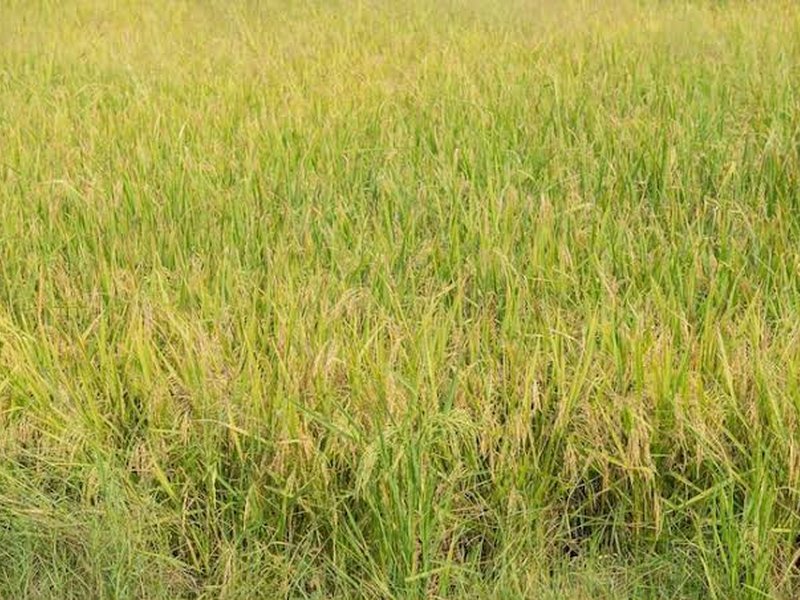 TN farmers seek govt help as wild rice weed spreads across paddy fields in Kanyakumari
