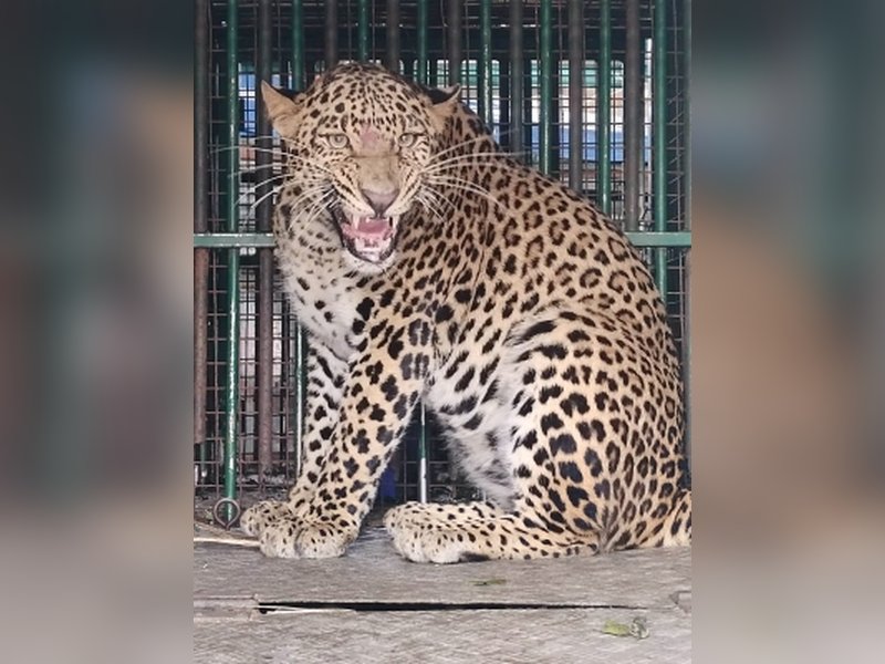 Two leopards captured in J&K's Budgam