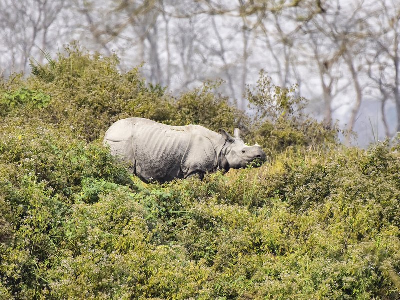 Eco-sensitive zone around Kaziranga to remain in place till further notice: Himanta Sarma