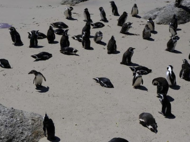 Dead penguins found on Australian island to be tested for H5N1 bird flu