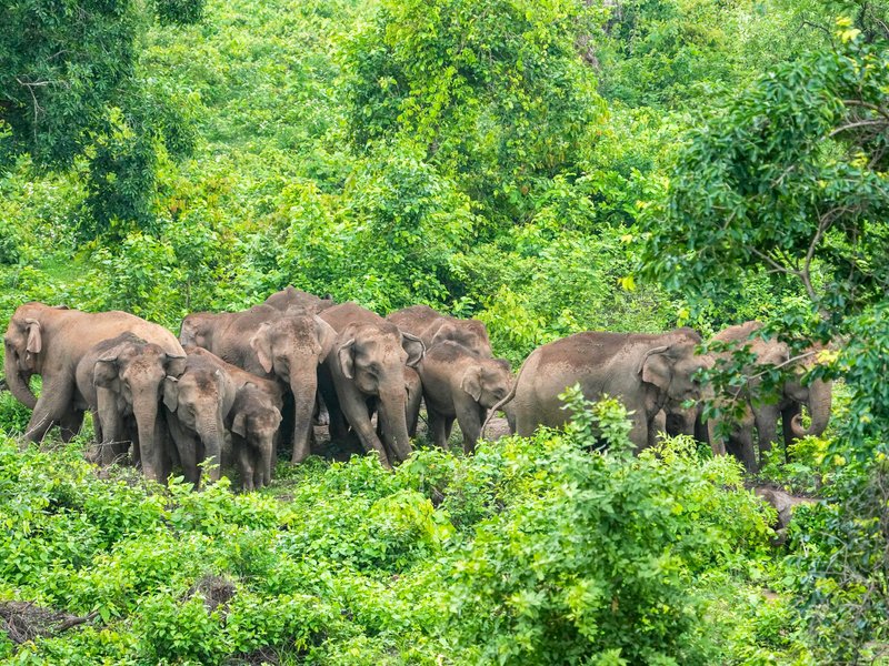 TN notifies 3 elephant corridors for safe movement between Hosur forest division, Karnataka