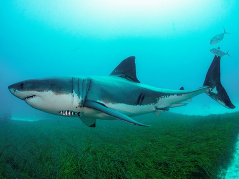 Man hospitalised after shark attack in Australia