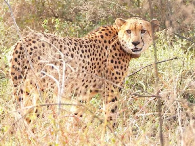 MP: Namibian cheetah Gaurav dies at Kuno during treatment