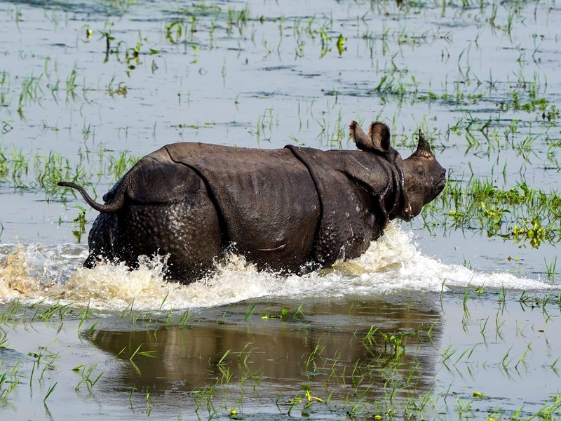 Rhino poaching fell from 40-45 annual killings to zero: Assam CM