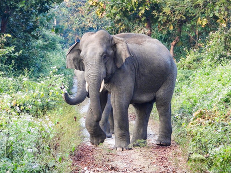 Bengaluru elephant attack: Rs 20 lakh compensation announced for victim's kin