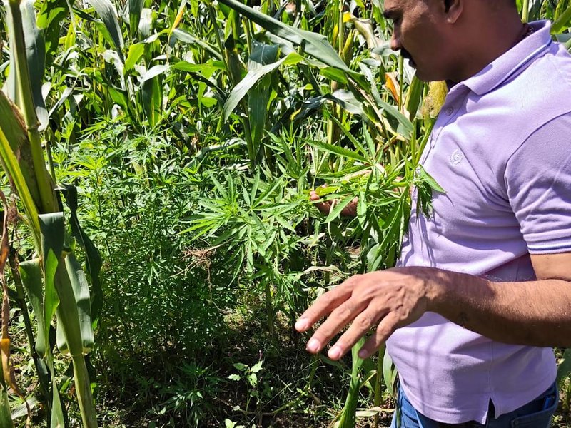Ganja worth over Rs 2.37 crore found cultivated among cotton crops in Gujarat; four held