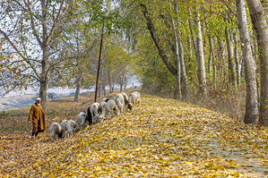 Turtle doves, Cicada bugs, migratory birds arrive to announce Kashmir’s golden yellow autumn