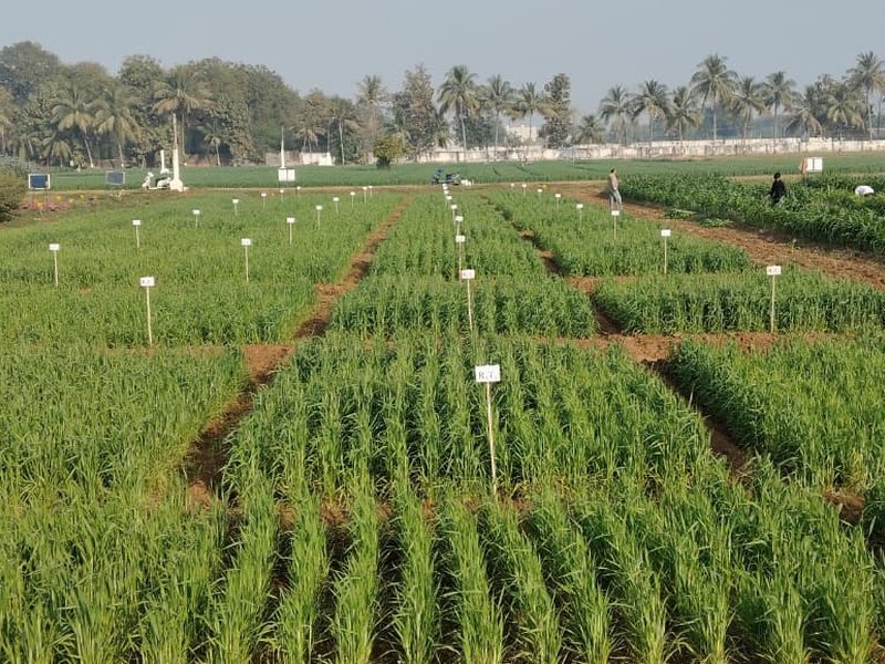 Gujarat plans bio-manufacturing push amid global fertiliser supply concerns