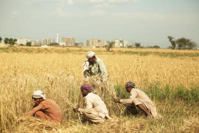Pakistan: Farmers hold protest to demand 'guaranteed' support prices, end to corporate land grabbing