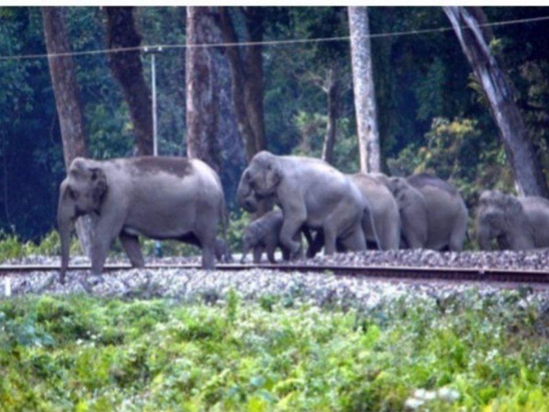 Two elephant calves killed after being hit by train in Andhra