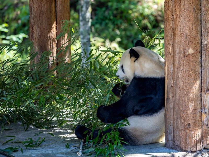 China's soft power wanes as 'panda diplomacy' loses its sparkle